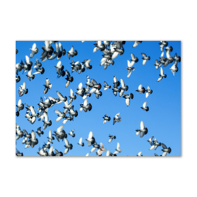 Foto obraz akryl do obýváku Stádo holubů