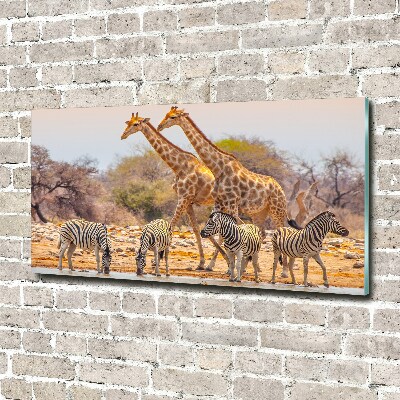 Foto obraz akrylový Žirava a zebry