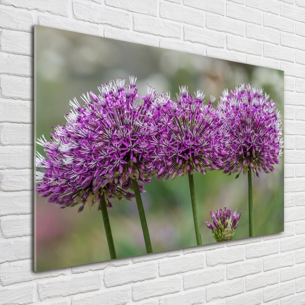 Foto obraz akrylové sklo Květ česneku