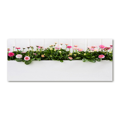 Foto obraz akrylový na stěnu Růžové sedmikrásky