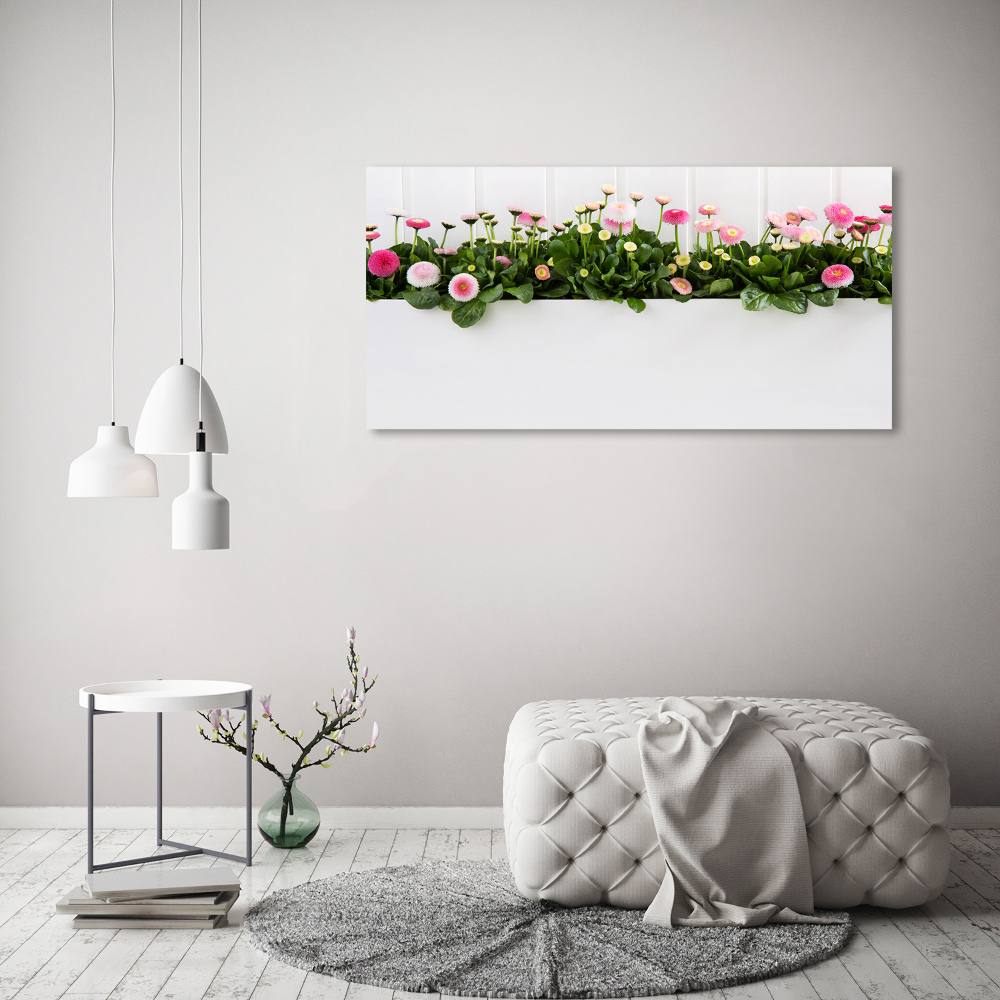 Foto obraz akrylový na stěnu Růžové sedmikrásky