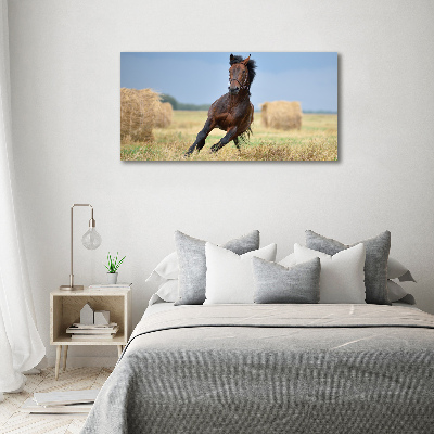 Foto obraz akrylový do obýváku Kůň ve cvalu