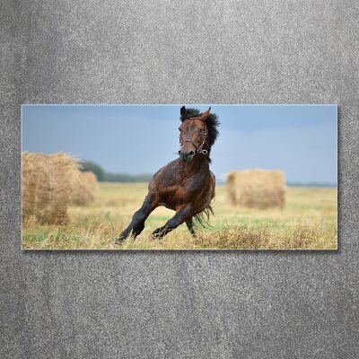Foto obraz akrylový do obýváku Kůň ve cvalu