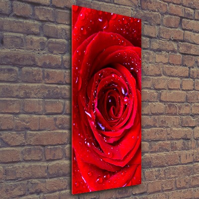 Foto obraz akrylový do obýváku vertikální Červená růže