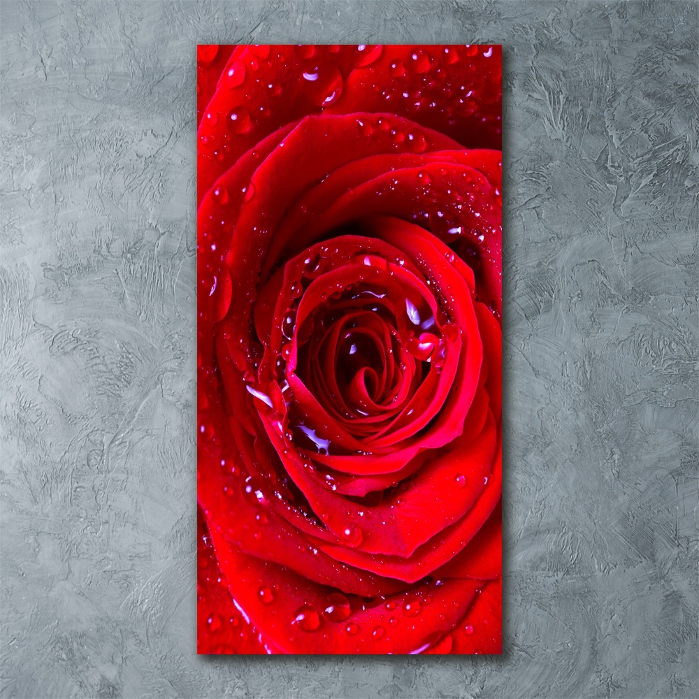 Foto obraz akrylový do obýváku vertikální Červená růže
