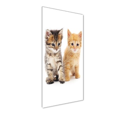Foto obraz akrylové sklo vertikální Šedá a červená kočka