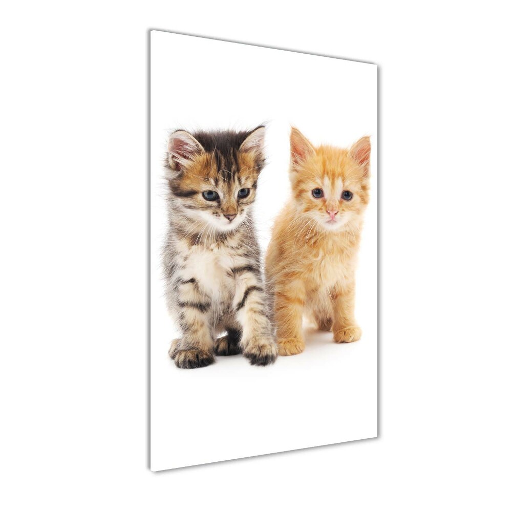 Foto obraz akrylové sklo vertikální Šedá a červená kočka