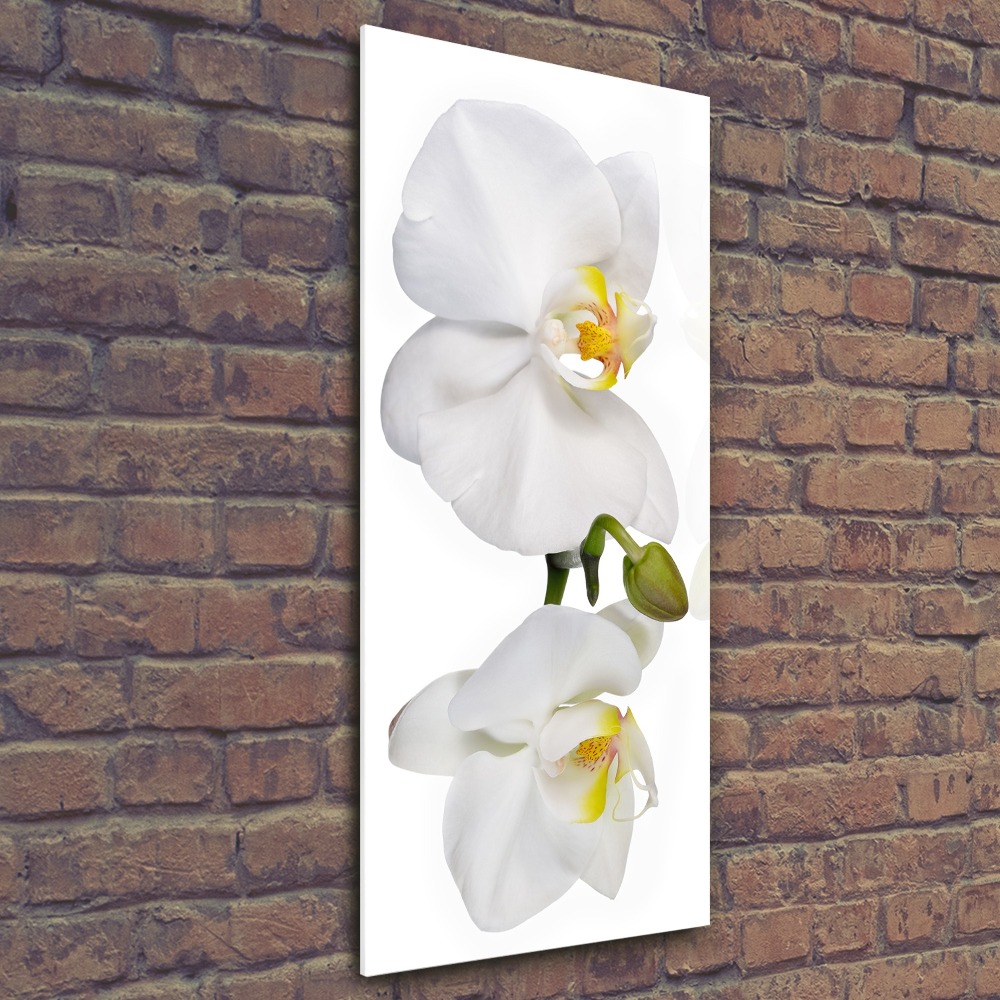Foto obraz akryl do obýváku vertikální Bílá orchidej