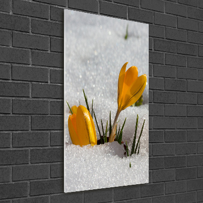 Foto obraz akrylový do obýváku vertikální Žluté krokusy