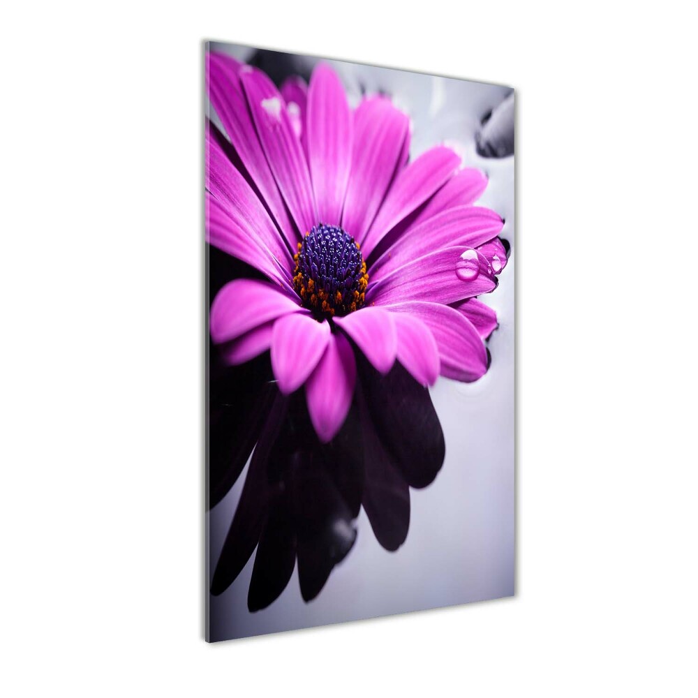 Foto obraz akryl do obýváku vertikální Růžová gerbera