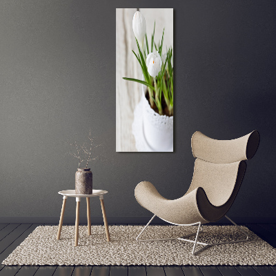 Foto obraz akrylový do obýváku vertikální Bílé krokusy