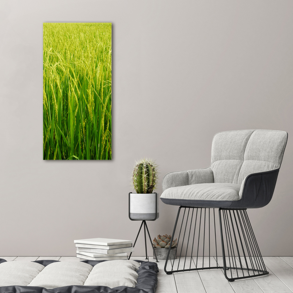Foto obraz akryl do obýváku vertikální Plantáž rýže