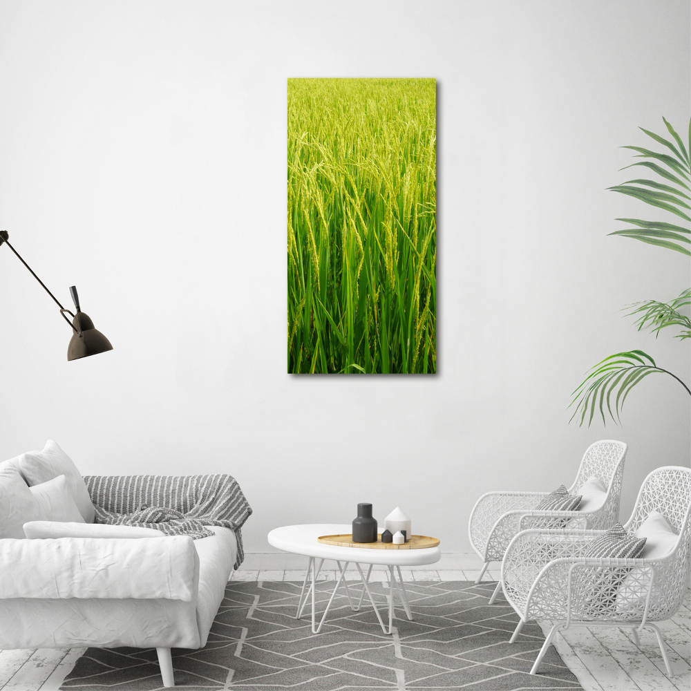 Foto obraz akryl do obýváku vertikální Plantáž rýže