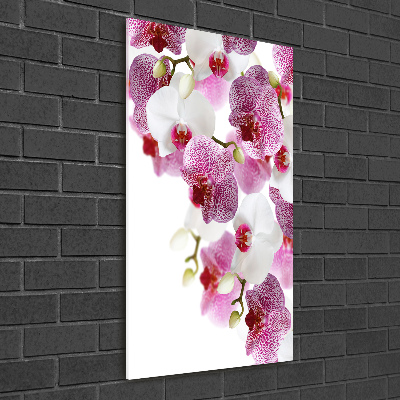 Foto obraz akrylový na stěnu vertikální Orchidej