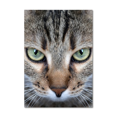 Foto obraz akrylový na stěnu vertikální Oči kočky