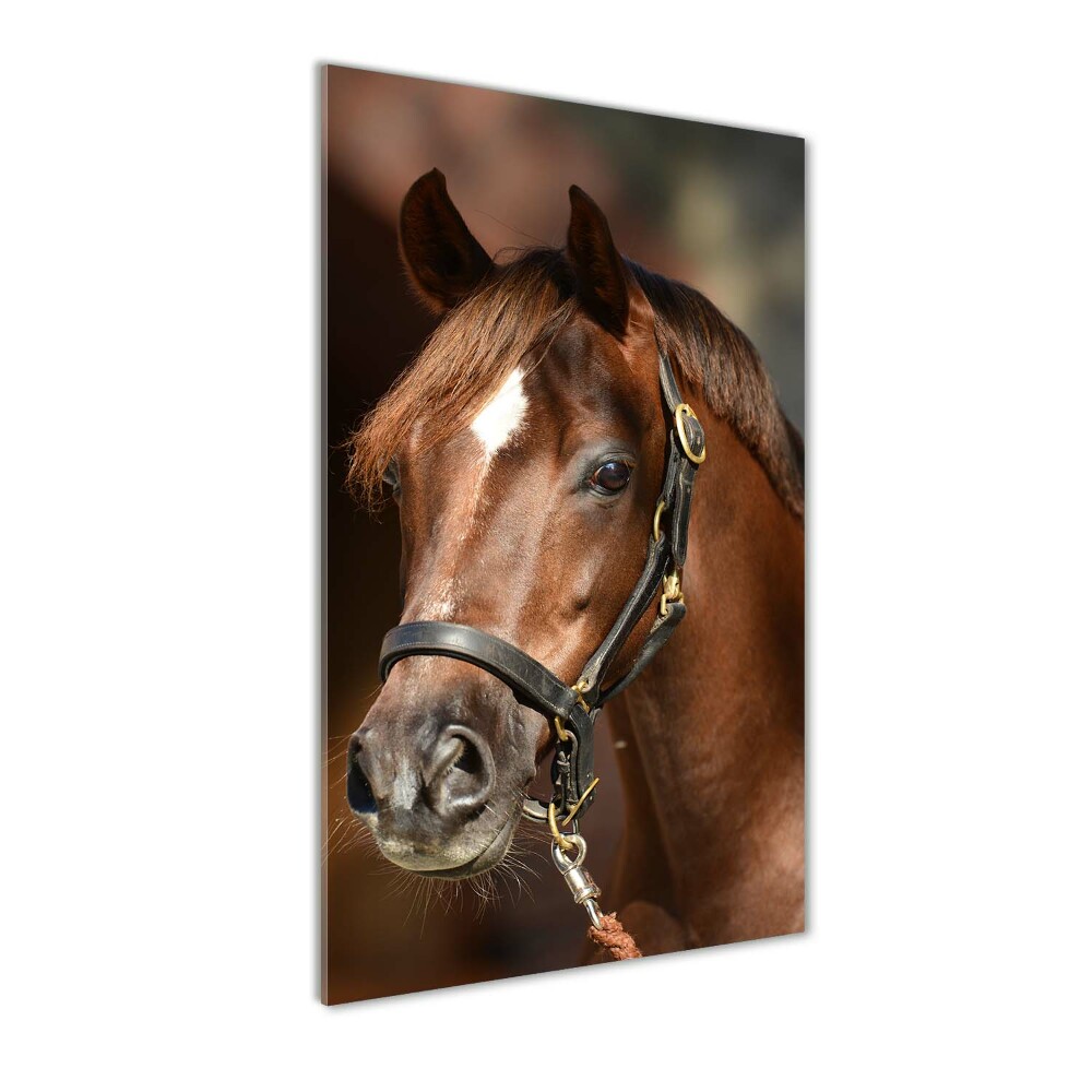 Foto obraz akrylový do obýváku vertikální Portrét koně