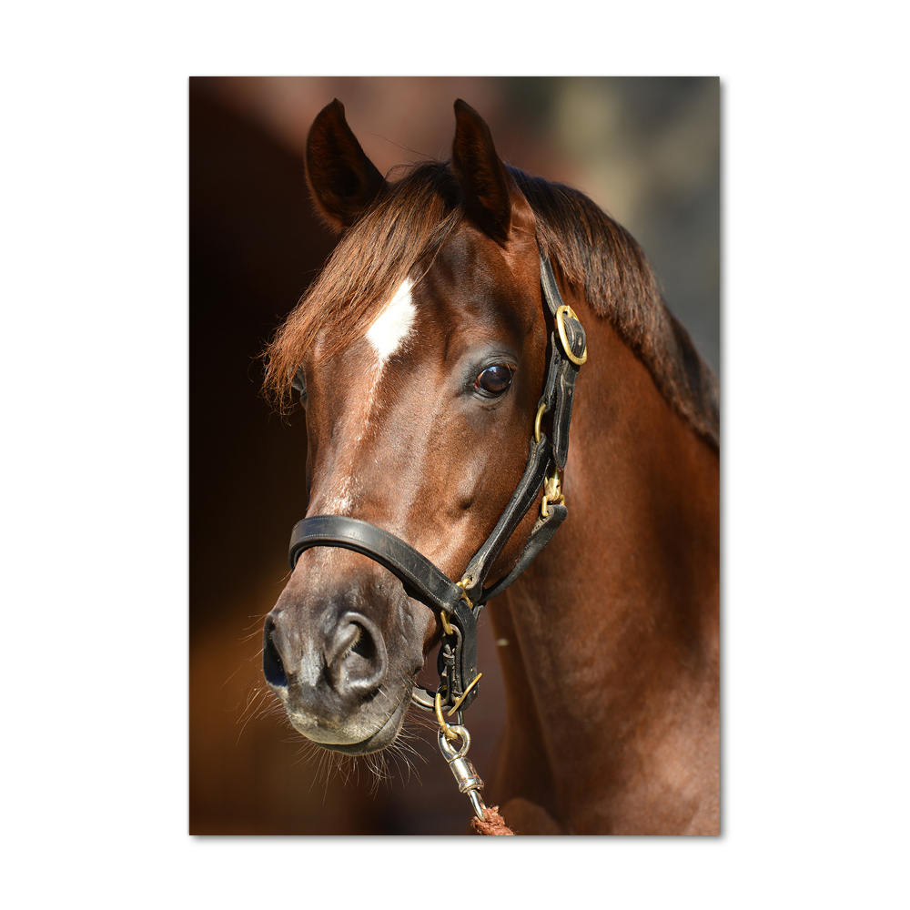 Foto obraz akrylový do obýváku vertikální Portrét koně