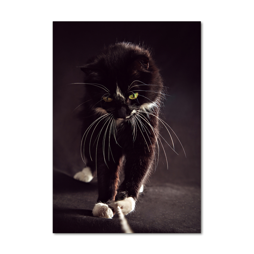Foto obraz akrylový na stěnu vertikální Černá kočka