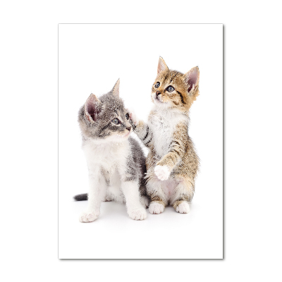 Foto obraz akrylový do obýváku vertikální Dvě malé koťata