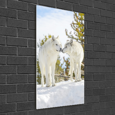 Foto obraz akrylové sklo vertikální Dva bílí vlci