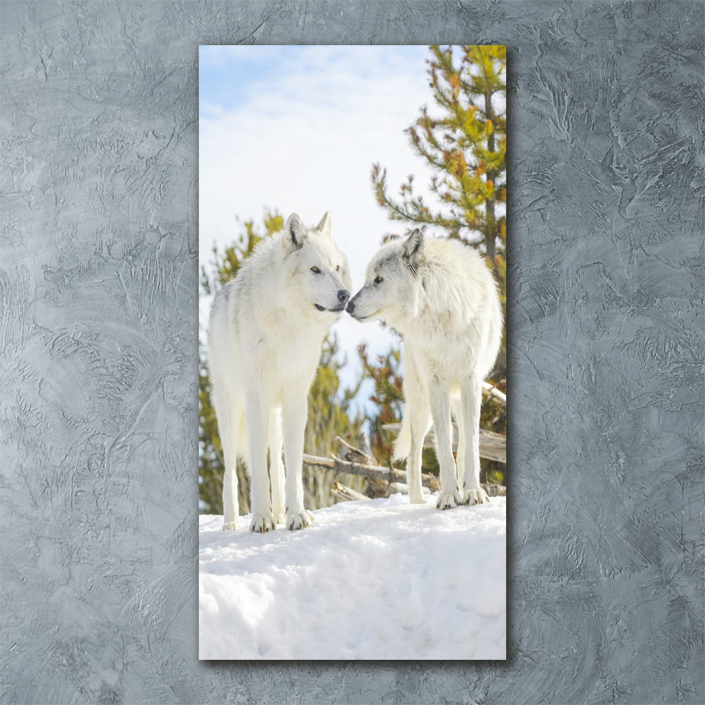 Foto obraz akrylové sklo vertikální Dva bílí vlci