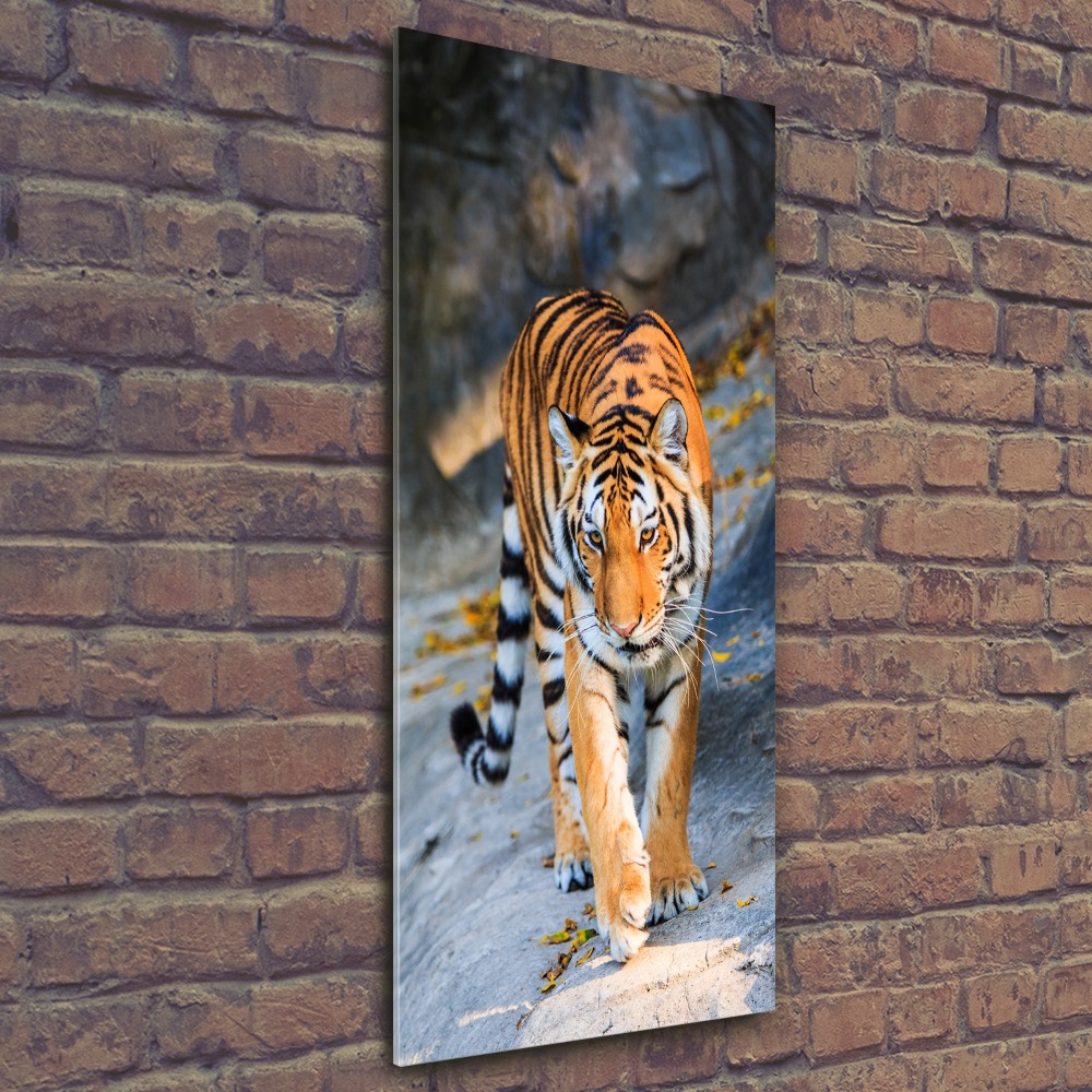 Foto obraz akrylové sklo vertikální Tygr
