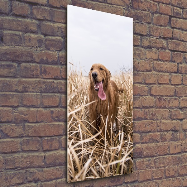 Foto obraz akrylové sklo vertikální Golden retriever