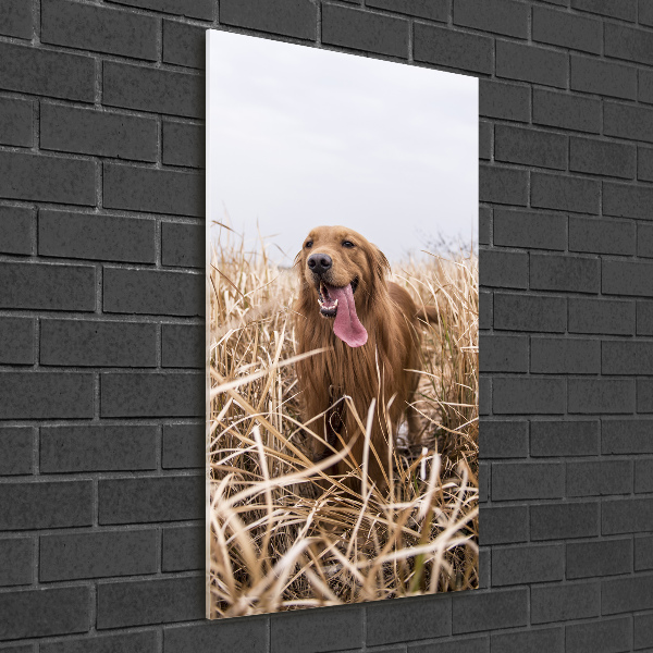 Foto obraz akrylové sklo vertikální Golden retriever