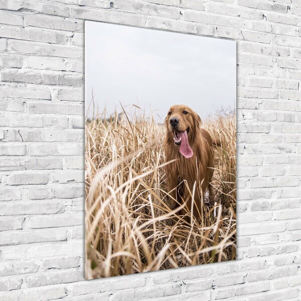 Foto obraz akrylové sklo vertikální Golden retriever