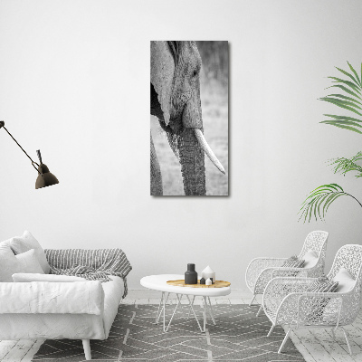 Moderní obraz fotografie na akrylu vertikální Slon