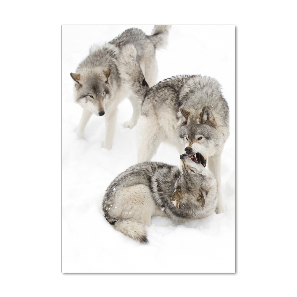 Moderní akrylový fotoobraz vertikální Šedí vlci