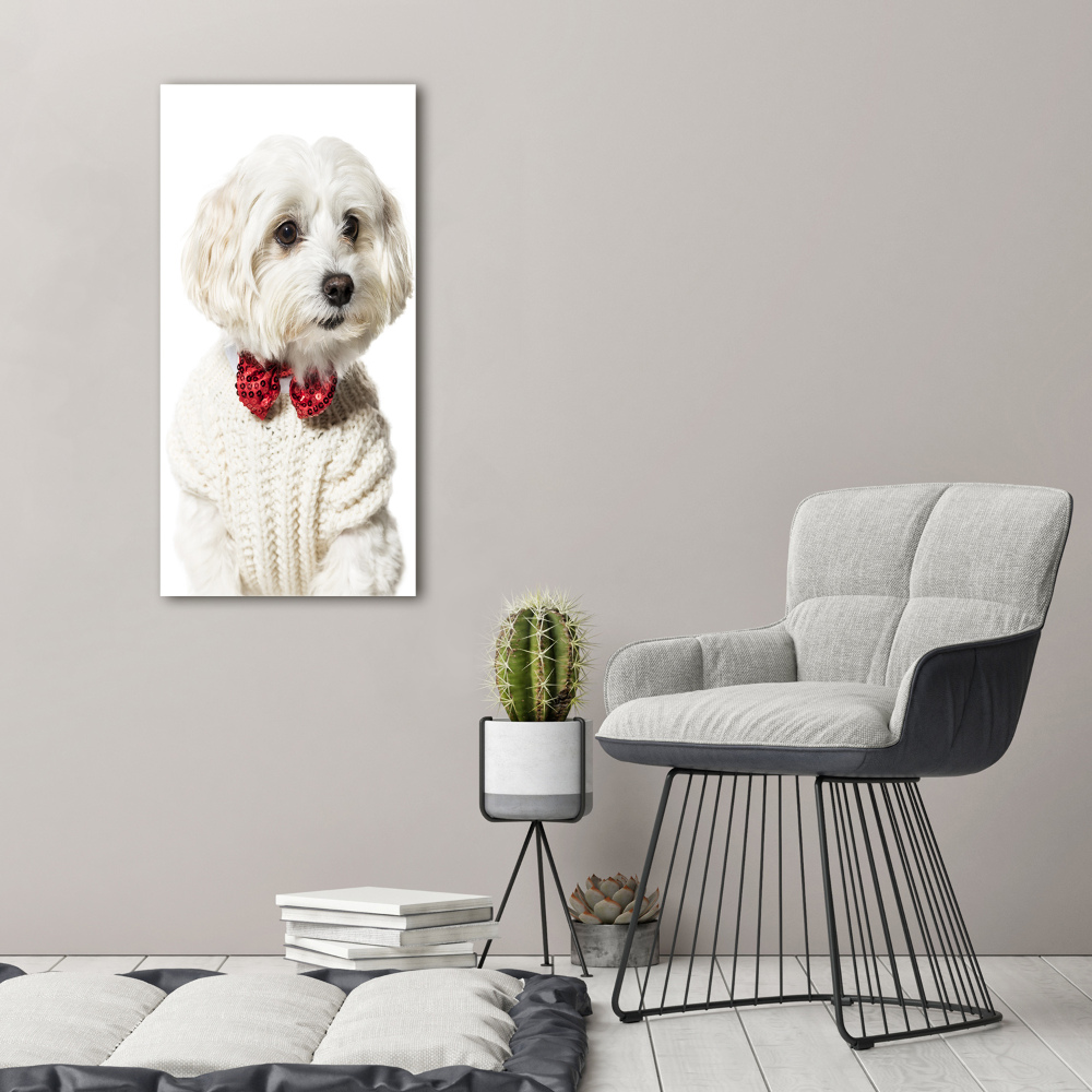 Foto obraz akrylový vertikální Maltézský psík