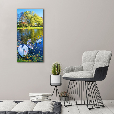 Foto obraz akrylový vertikální Labutě na jezeře