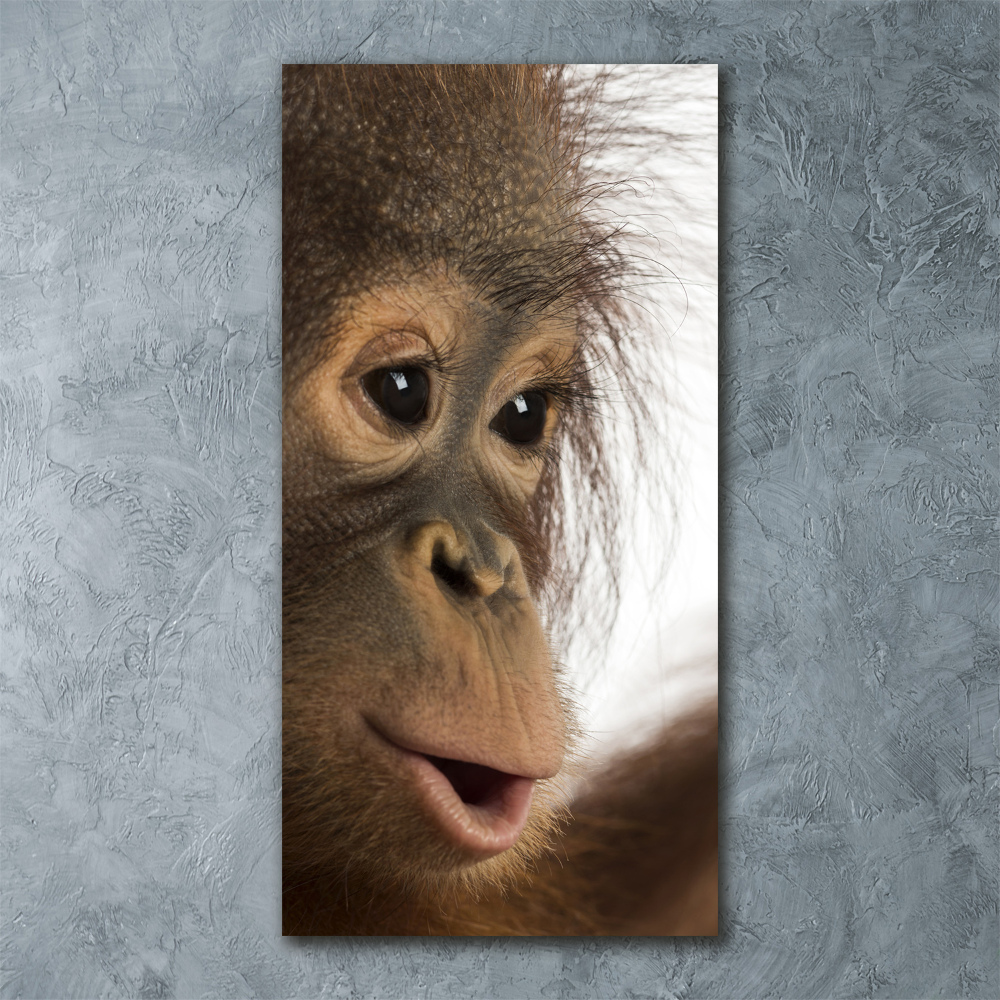 Foto obraz akrylové sklo vertikální Mladý orangutan