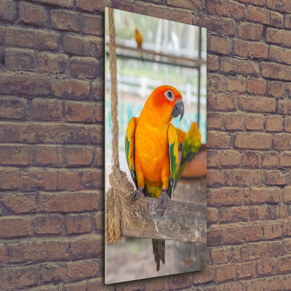Foto obraz akrylové sklo vertikální Papoušek
