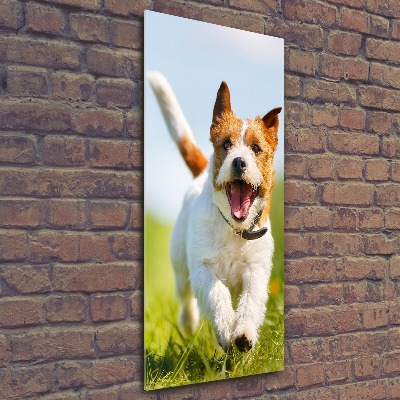 Foto obraz akrylový vertikální Pes Jack Russell