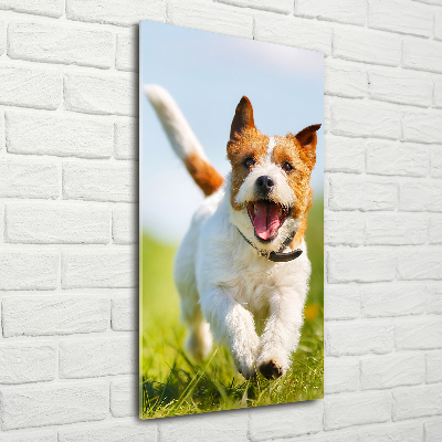 Foto obraz akrylový vertikální Pes Jack Russell