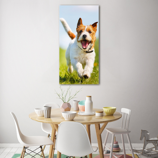 Foto obraz akrylový vertikální Pes Jack Russell