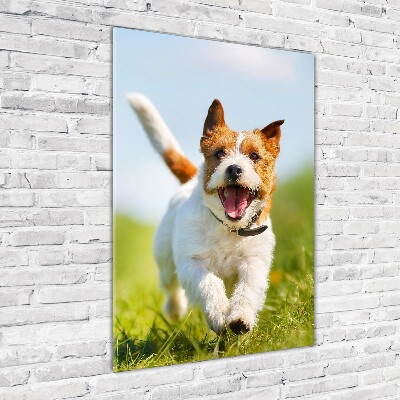 Foto obraz akrylový vertikální Pes Jack Russell