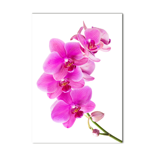 Foto obraz akrylové sklo vertikální Růžová orchidej