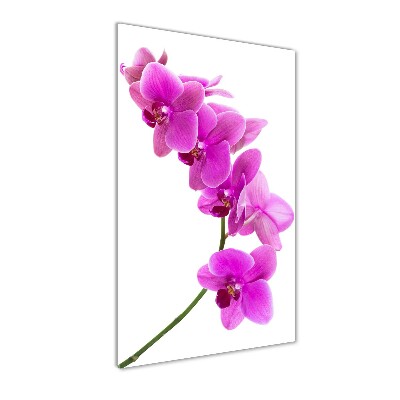 Foto obraz akrylové sklo vertikální Růžová orchidej