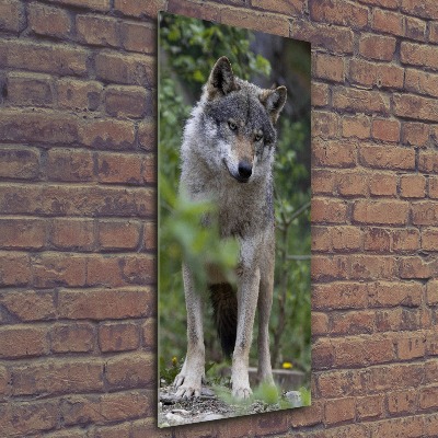 Moderní akrylový fotoobraz vertikální Vlk v lese