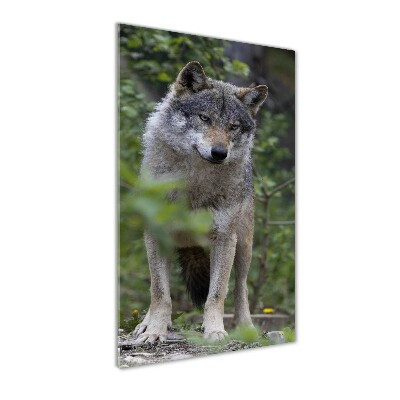 Moderní akrylový fotoobraz vertikální Vlk v lese