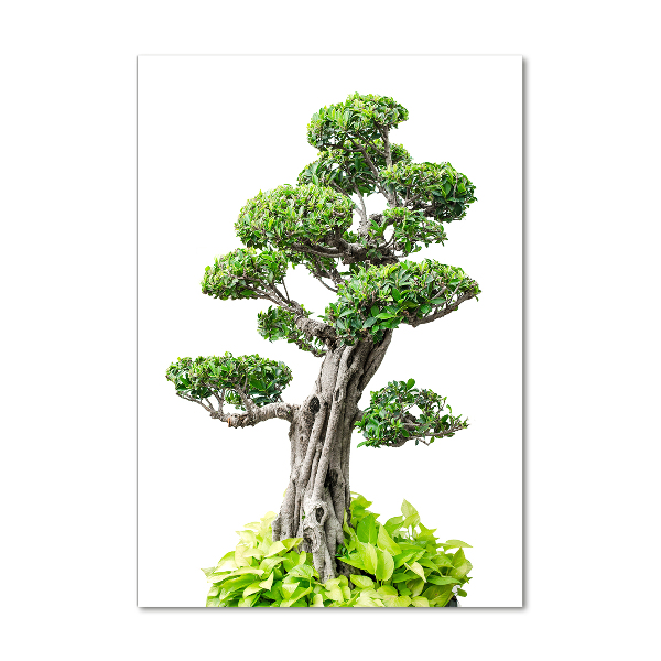 Foto obraz akrylový do obýváku vertikální Bonsai