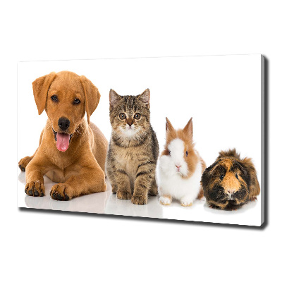 Foto obraz na plátně do obýváku Pes a kočka