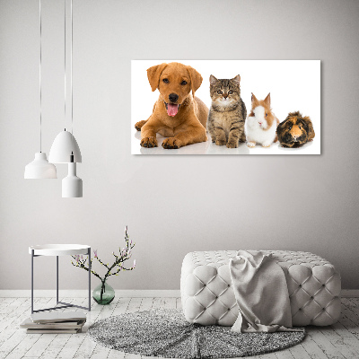 Foto obraz na plátně do obýváku Pes a kočka