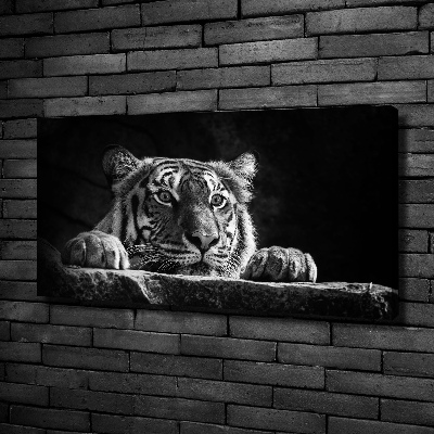 Foto obraz na plátně Tygr