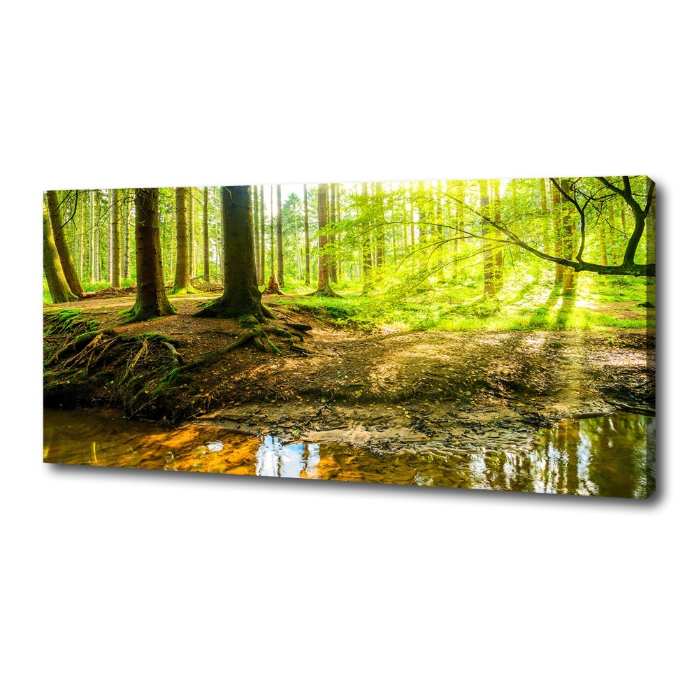 Foto obraz na plátně Sluneční paprsky les