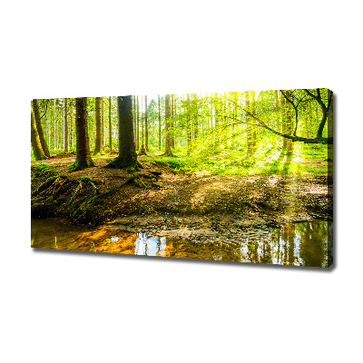 Foto obraz na plátně Sluneční paprsky les