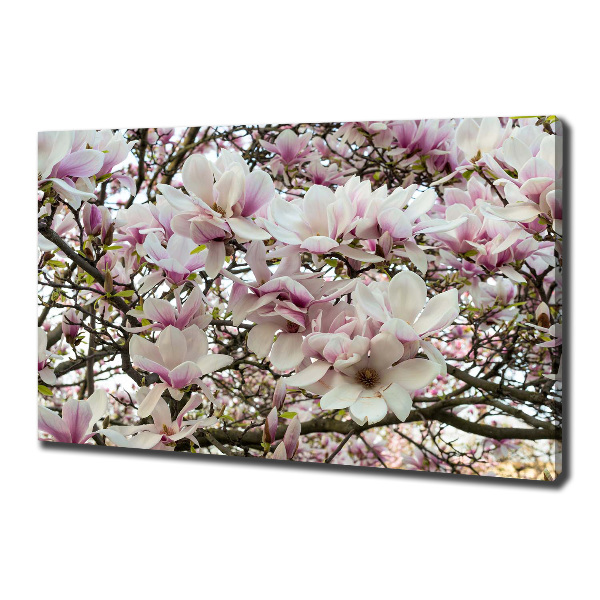 Foto-obraz canvas do obýváku Květiny magnolie